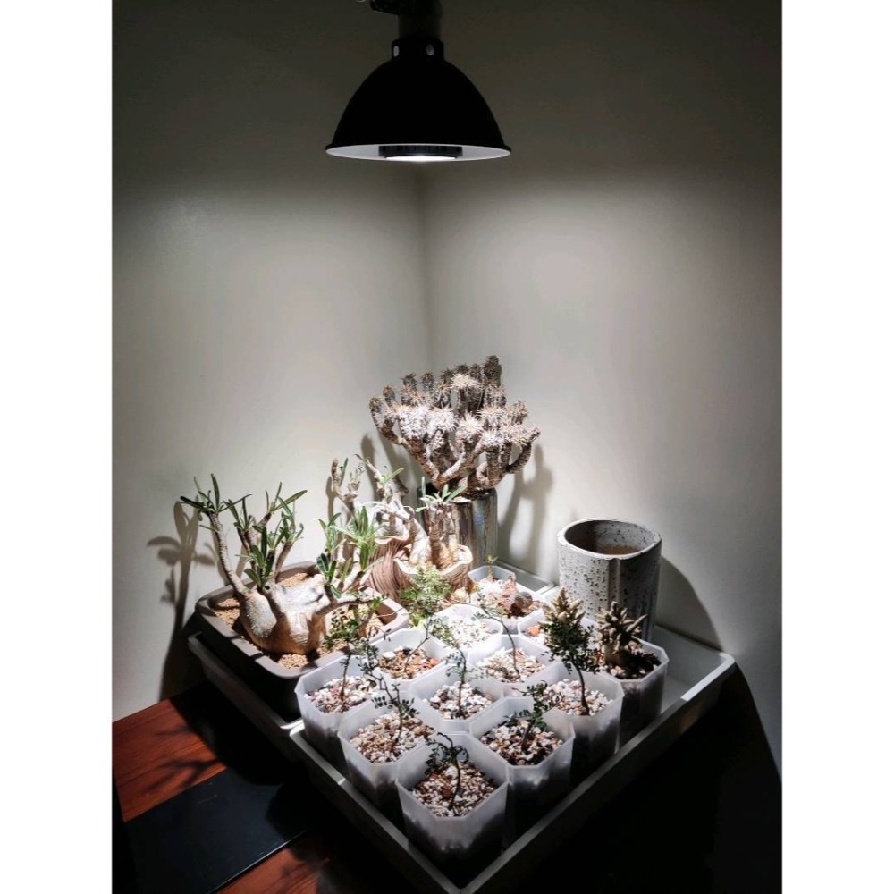 LED 海拉全光譜植物燈 5000K色溫 RA95 24W PA燈聚光型 鹿角蕨 松柏 雨林植物適用-細節圖9