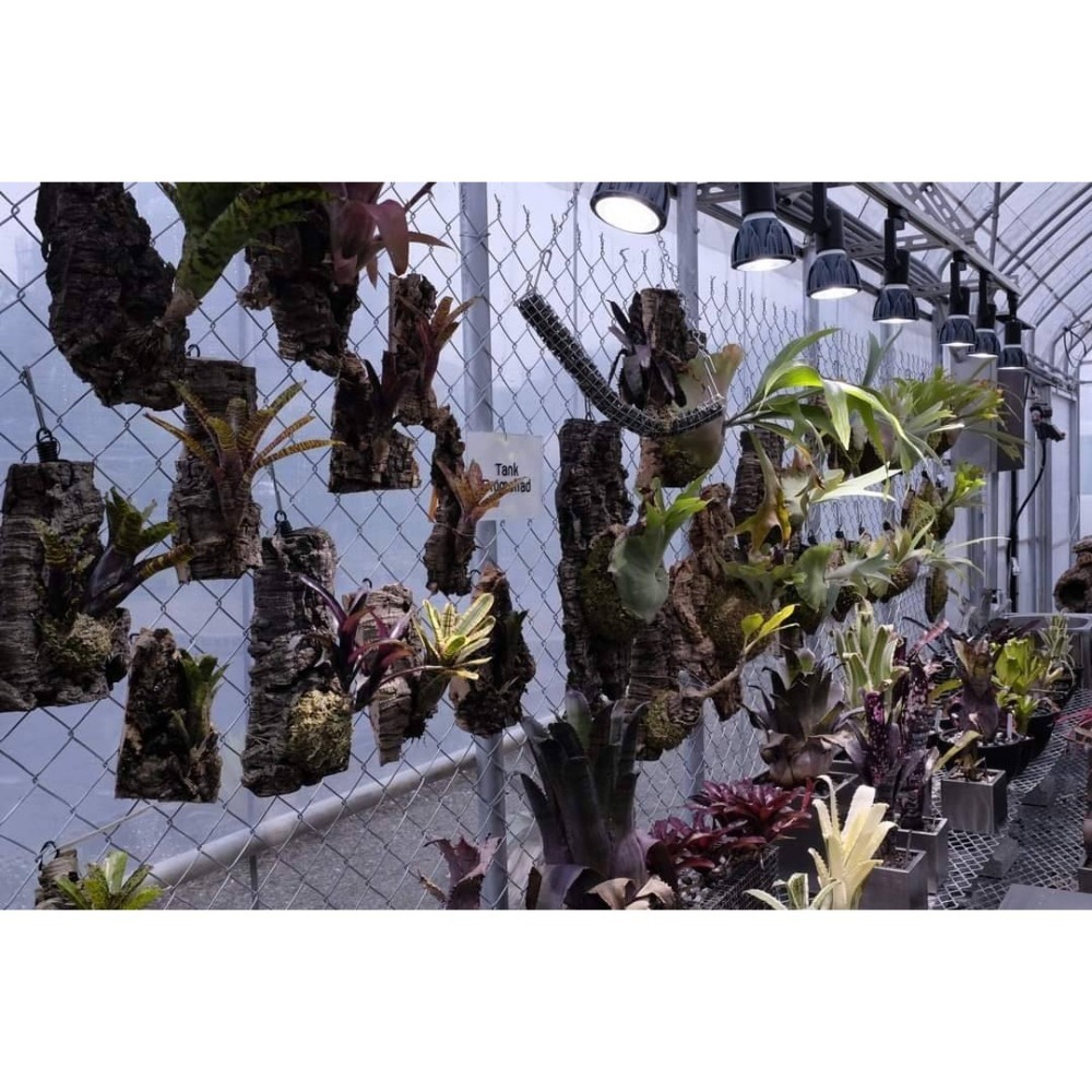 LED 海拉全光譜植物燈 5000K色溫 RA95 24W PA燈聚光型 鹿角蕨 松柏 雨林植物適用-細節圖11