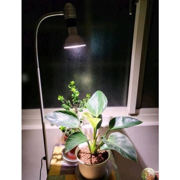 LED 海拉全光譜植物燈 4000K色溫 RA95 13W PA燈聚光型 鹿角蕨 松柏 雨林 多肉 觀葉植物適用-細節圖7