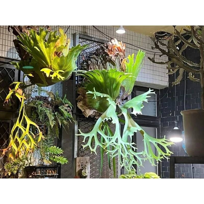 LED 海拉全光譜植物燈 4000K色溫 RA95 13W PA燈聚光型 鹿角蕨 松柏 雨林 多肉 觀葉植物適用-細節圖8