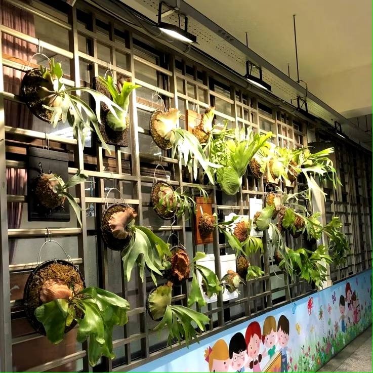 現貨 第二代 海拉植物燈 仿太陽光 RA95高顯色 全光譜 戶外防水 LED投光燈50W， 農業 多肉 花卉 專用照明-細節圖7