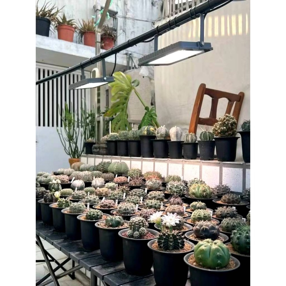 現貨 第二代 海拉植物燈 仿太陽光 RA95高顯色 全光譜 戶外防水 LED投光燈50W， 農業 多肉 花卉 專用照明-細節圖8