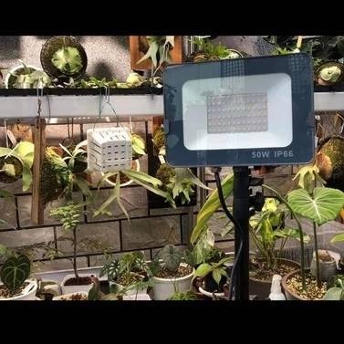 現貨 第二代 海拉植物燈 仿太陽光 RA95高顯色 全光譜 戶外防水 LED投光燈50W， 農業 多肉 花卉 專用照明-細節圖9