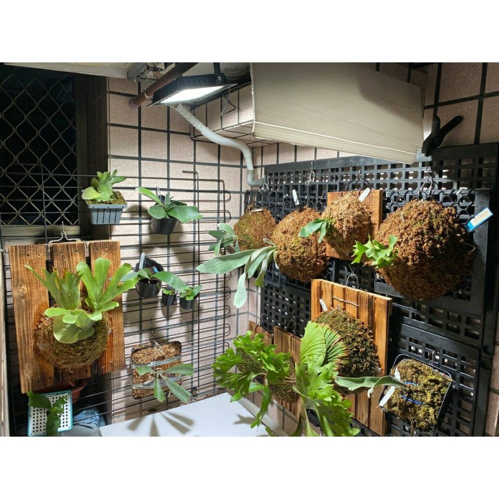 現貨 第二代 海拉植物燈 仿太陽光 RA95高顯色 全光譜 戶外防水 LED投光燈50W， 農業 多肉 花卉 專用照明-細節圖10