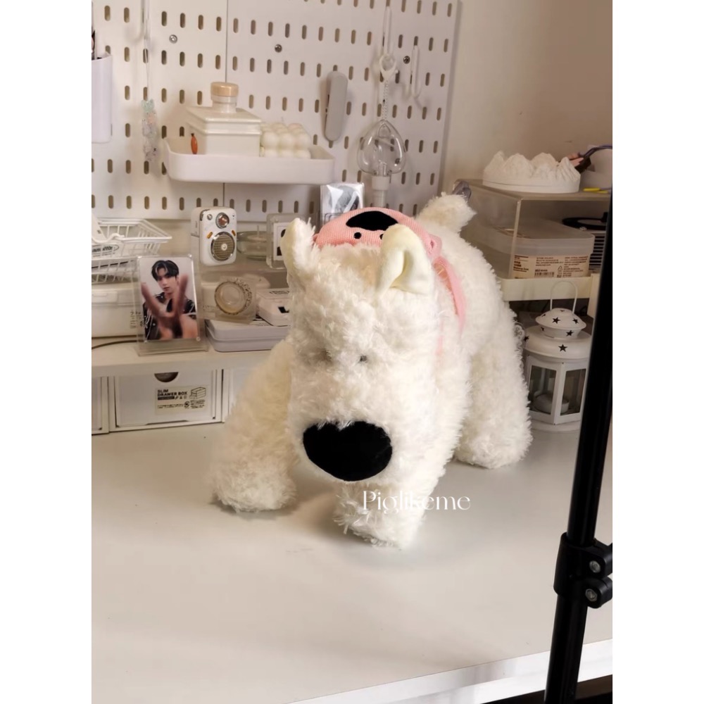 𝖯𝗂𝗀𝗅𝗂𝗄𝖾𝗆𝖾 | 那隻有起床氣的幼兒園小狗🐶 大鼻子白狗 西高地小狗 史納瑞-細節圖7