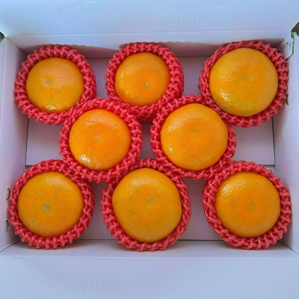 回柑履歷茂谷柑-細節圖6