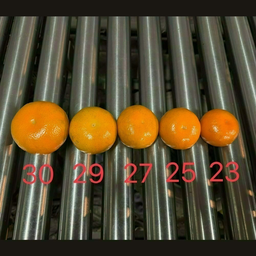 回柑履歷茂谷柑-細節圖7