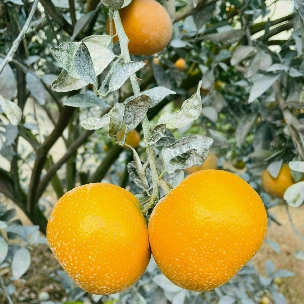 回柑履歷茂谷柑-細節圖3