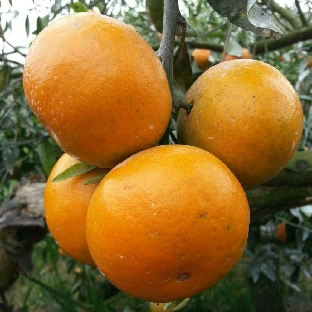 【柑恩有您 · 年節禮盒】-細節圖5