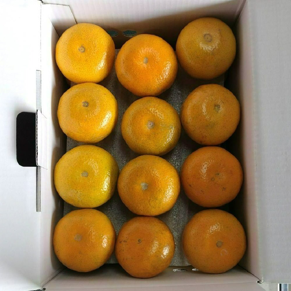 【柑恩有您 · 年節禮盒】-細節圖3