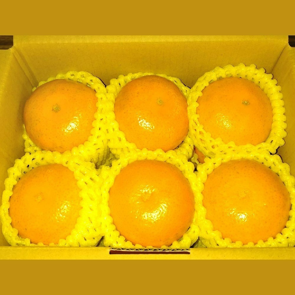 茂谷柑 · 鮮果禮盒-細節圖3