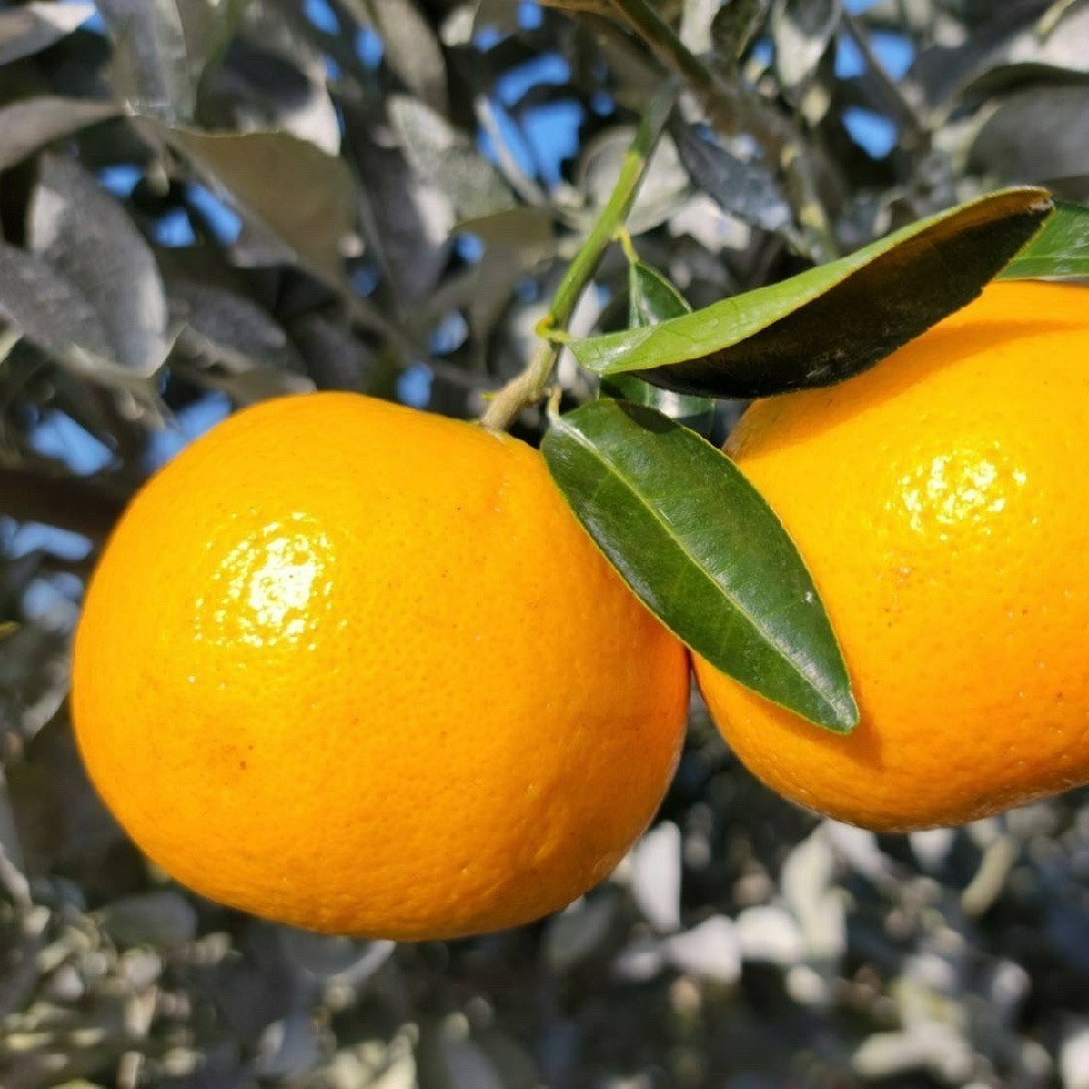 茂谷柑 · 鮮果禮盒-細節圖4