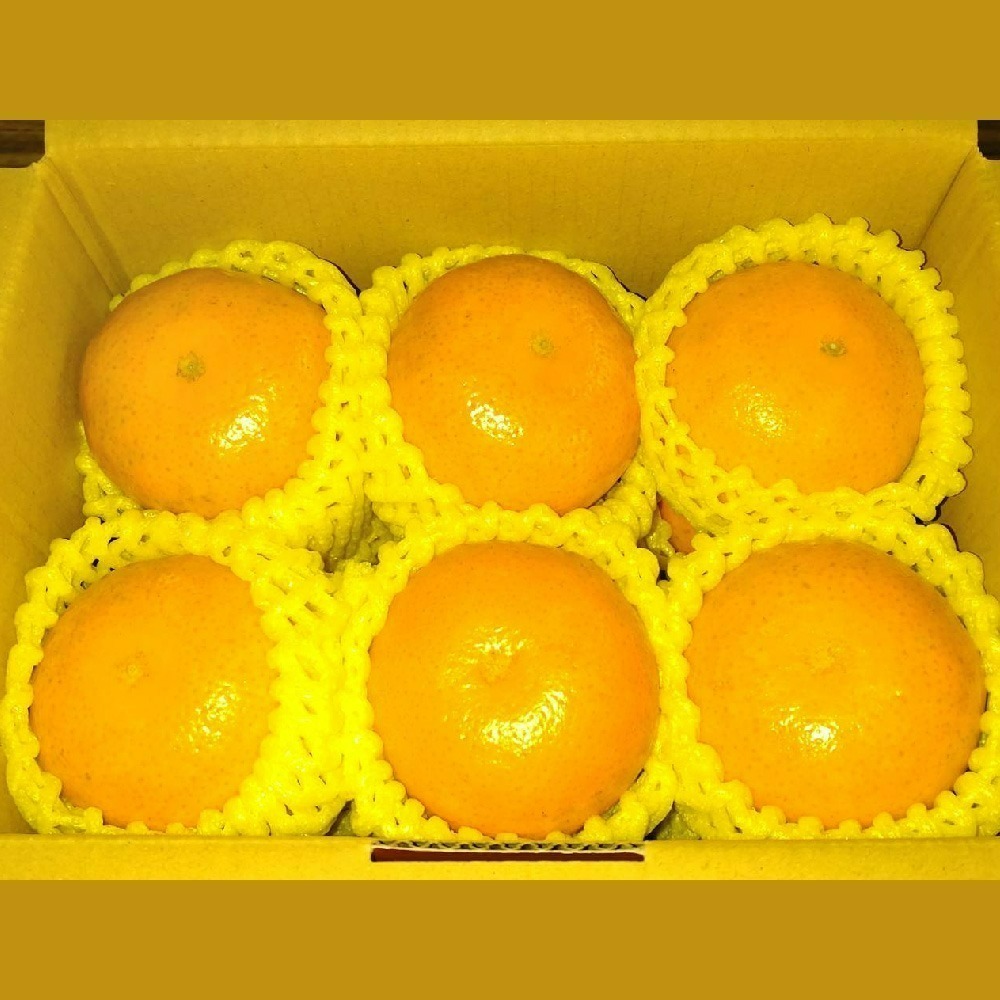 茂谷柑 · 鮮果禮盒-細節圖3