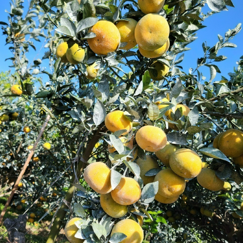 茂谷柑 · 鮮果禮盒-細節圖5