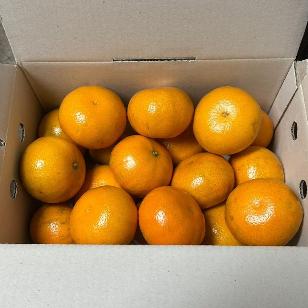 古坑橙香小農茂谷柑-細節圖4