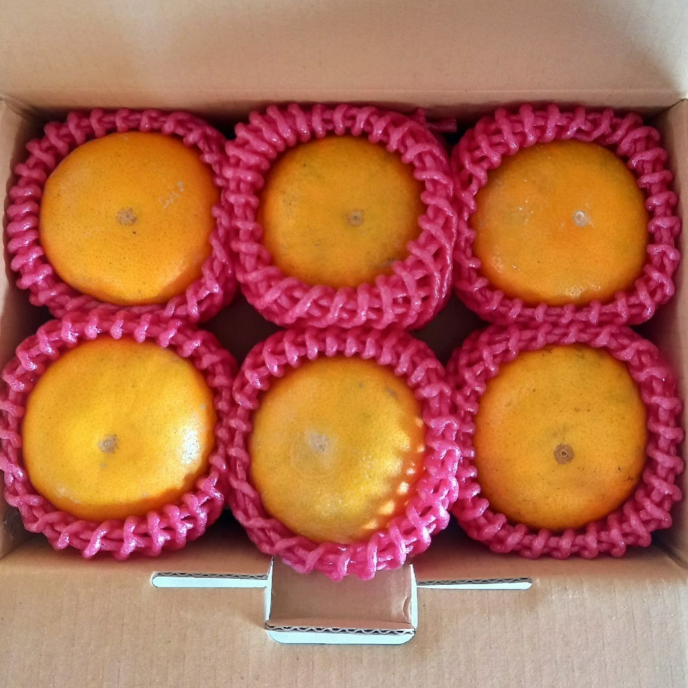 斗六茂谷柑-細節圖2