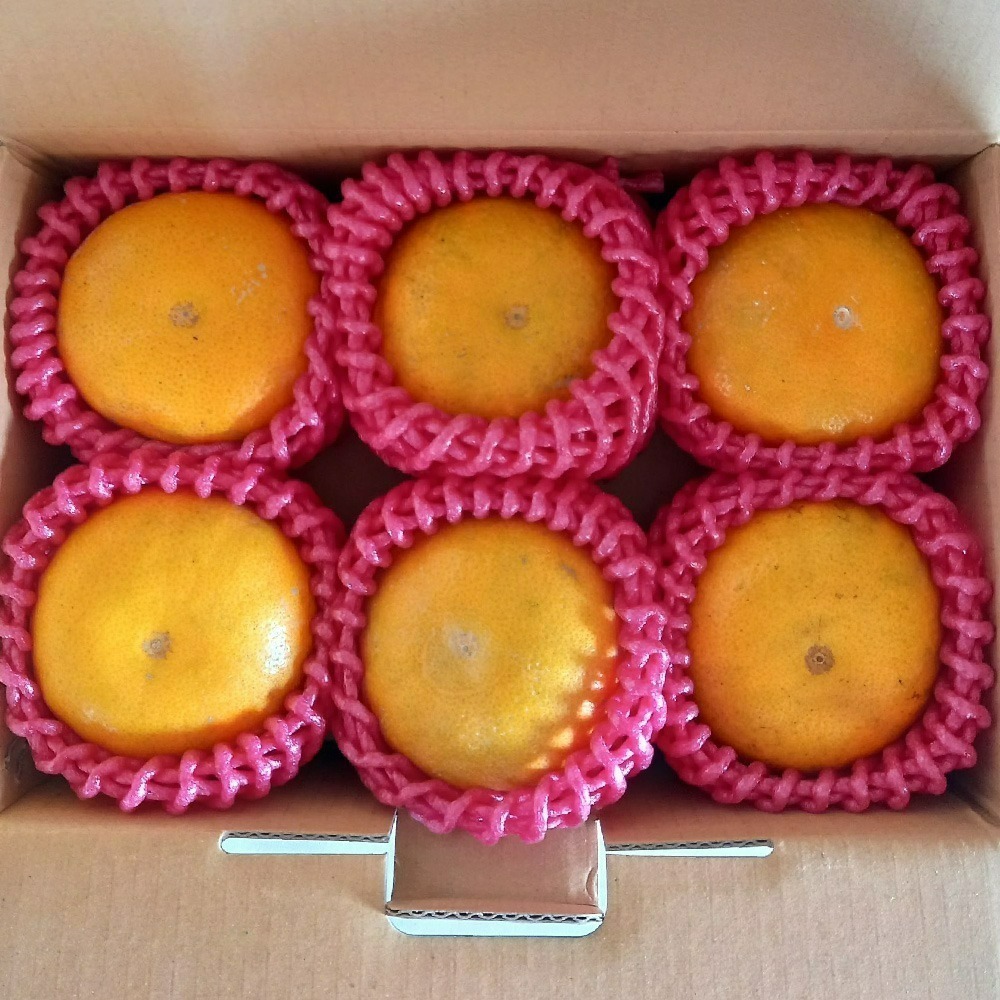 斗六茂谷柑-細節圖2