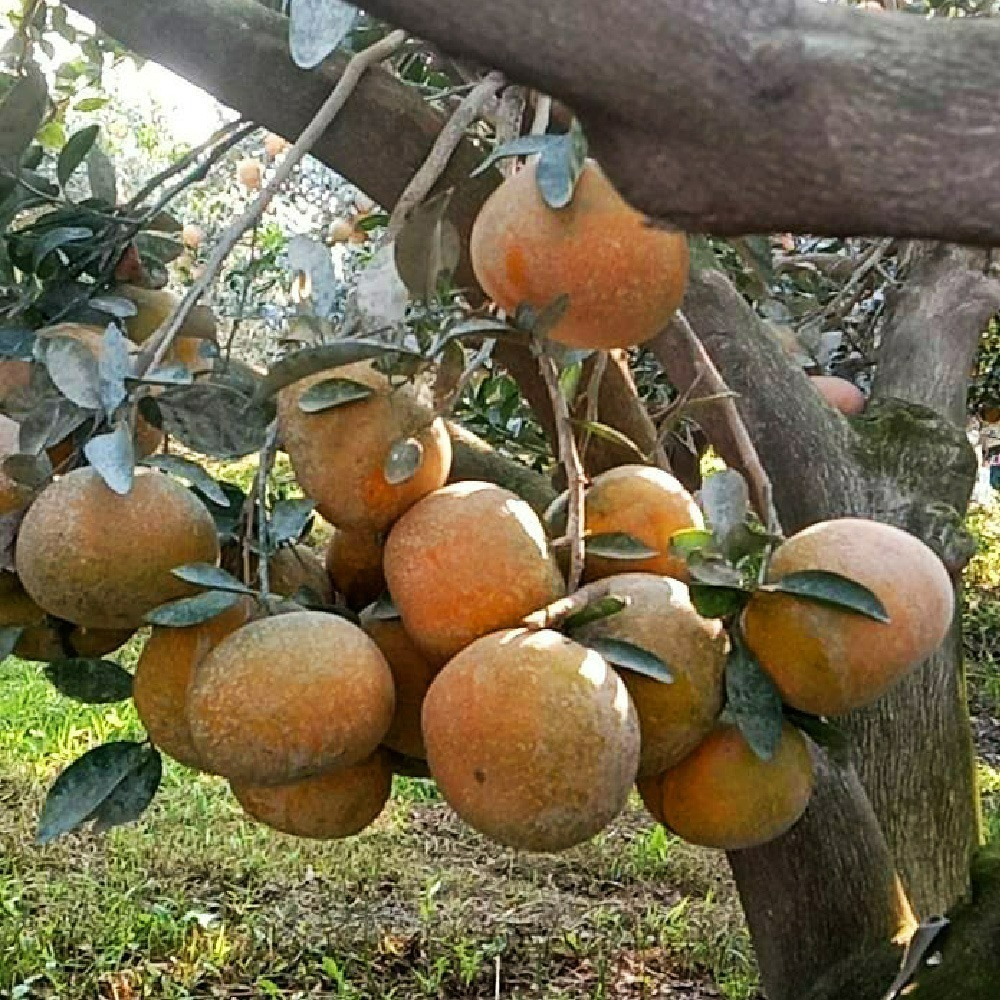 鄭家果園茂谷柑禮盒-細節圖2