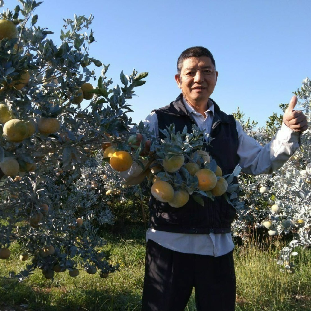 鄭家果園茂谷柑禮盒-細節圖3