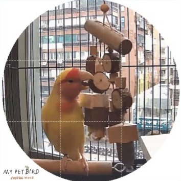 MY PET BIRD 鸚鵡啃咬玩具/龍貓／天竺鼠／松鼠　W012-細節圖3