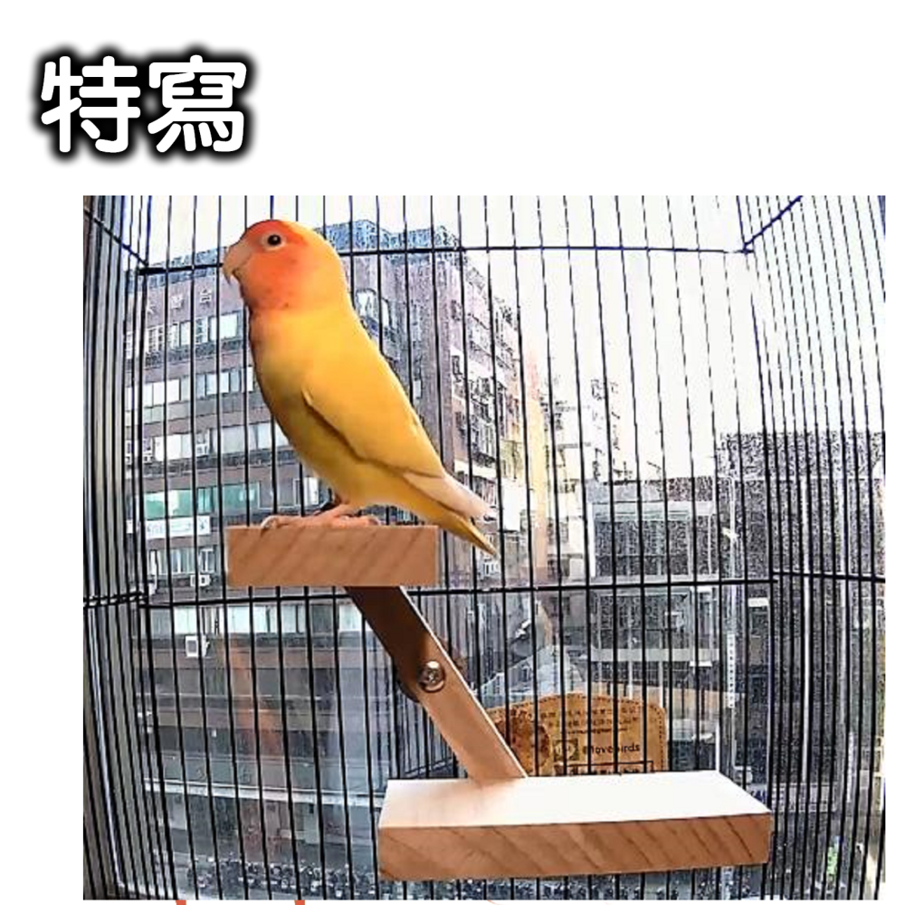 MY PET BIRD 鳥用變形站台的高低設計 W709-細節圖3