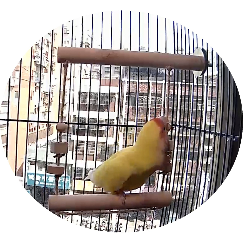 MY PET BIRD 小鸚鵡鞦韆 w547-細節圖3