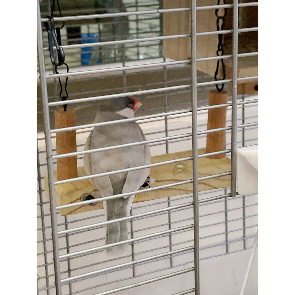 MY PET BIRD 愛情鳥浪漫鞦韆 w514-細節圖2