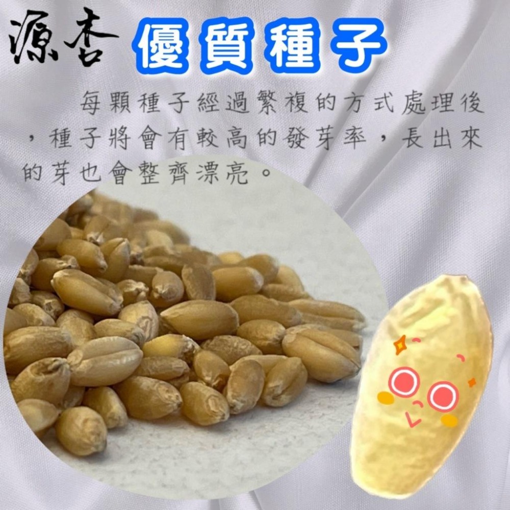 ★JIA★源杏 濾掛式 精心挑選優質種子 喵草 DIY 烏龜 兔草 愛貓嚴選 交換禮物 濾掛喵草 小鳥 狗草-細節圖2