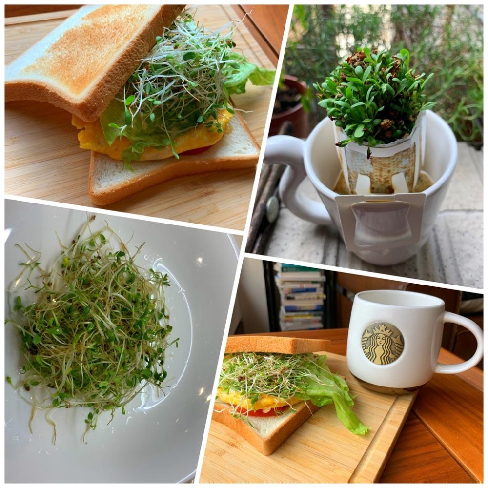 ★JIA★源杏 濾掛式苜蓿  一包裝 精心挑選優質種子 DIY 辦公室 桌面 生態 果蔬 植物 交換禮物-細節圖2