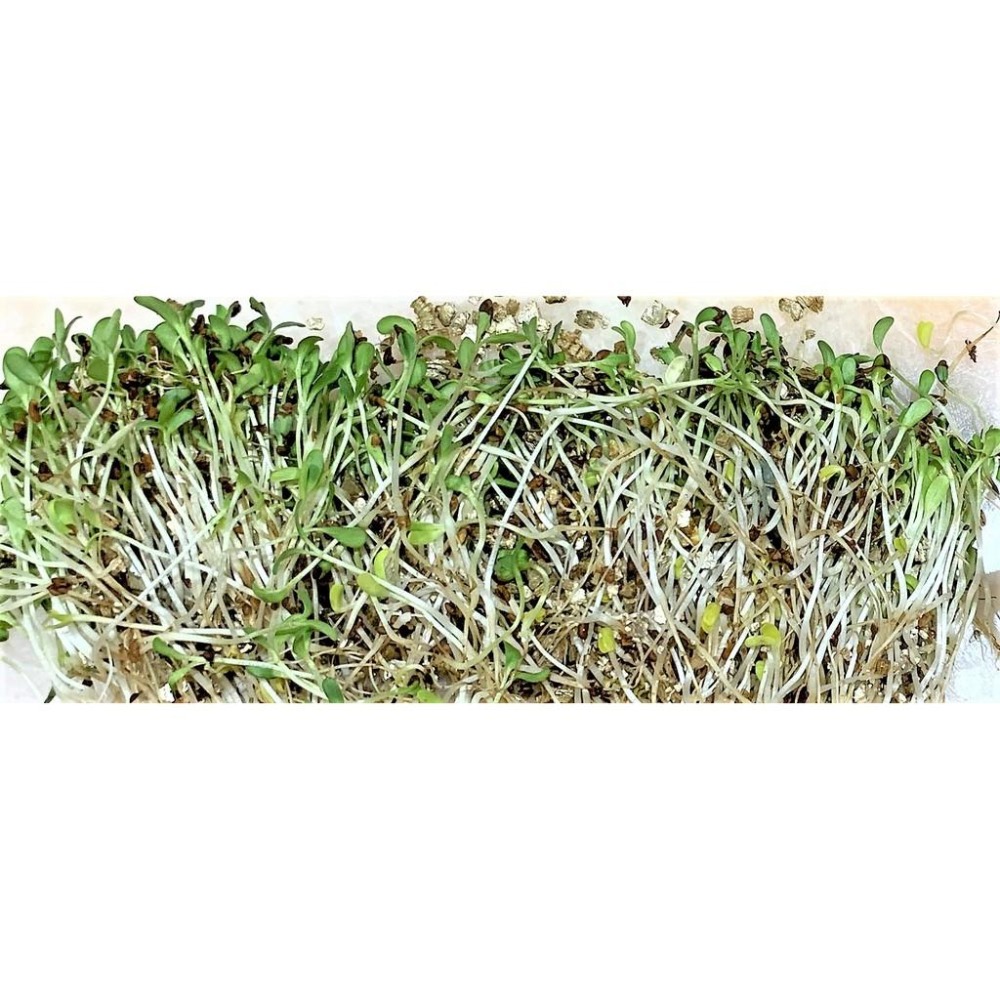 ★JIA★源杏 濾掛式苜蓿  一包裝 精心挑選優質種子 DIY 辦公室 桌面 生態 果蔬 植物 交換禮物-細節圖5