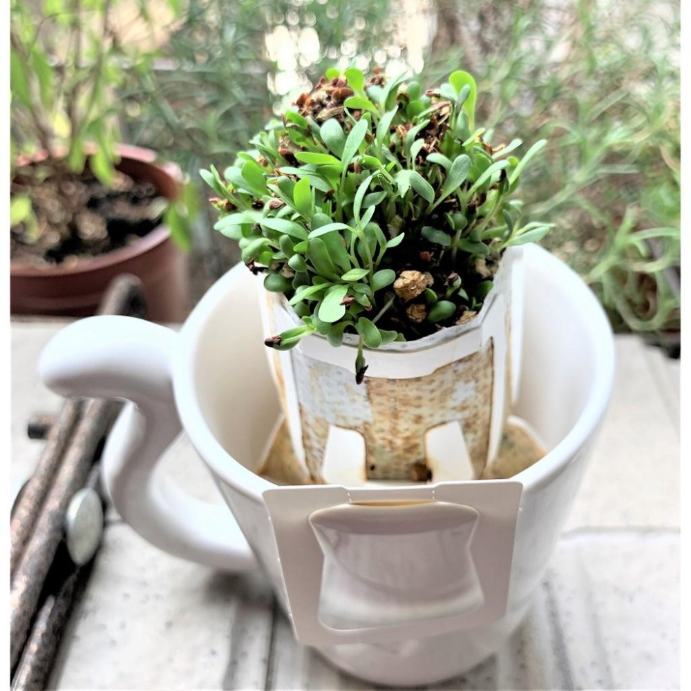 ★JIA★源杏 濾掛式苜蓿  一包裝 精心挑選優質種子 DIY 辦公室 桌面 生態 果蔬 植物 交換禮物-細節圖6