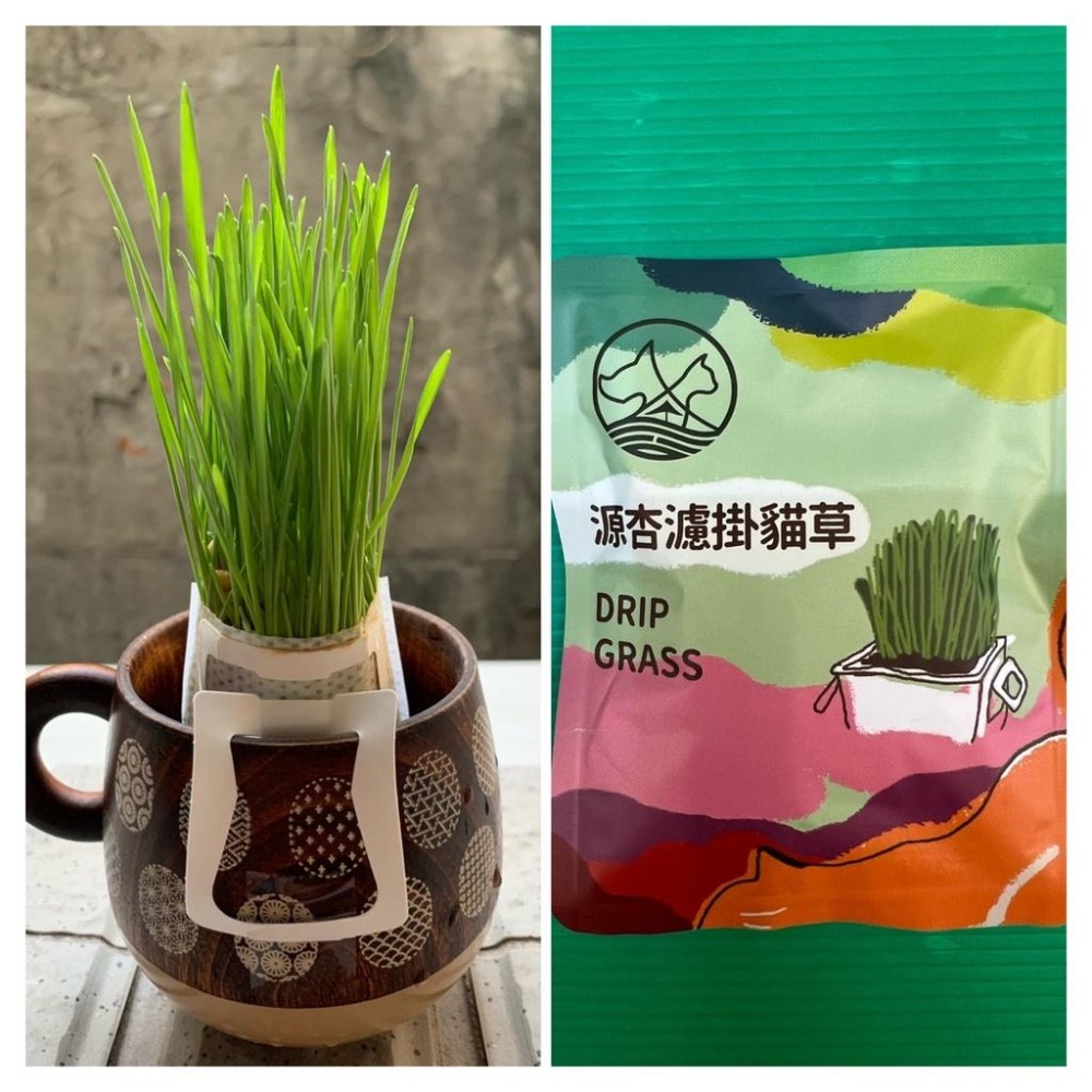 ★JIA★源杏 濾掛式 貓草 精心挑選優質種子 DIY 愛貓嚴選 交換禮物 濾掛貓草 烏龜 兔草 小鳥-細節圖6
