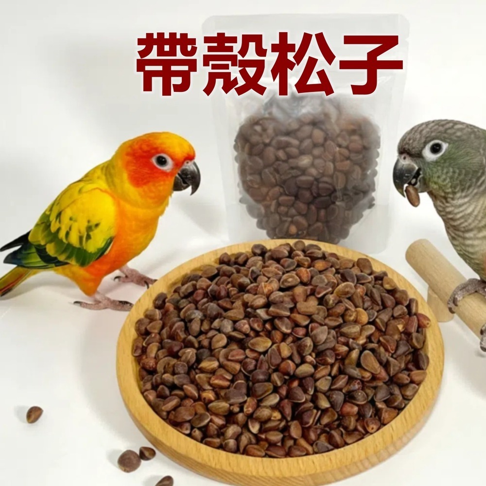 [蹦蹦鳥] 帶殼松子 80g / 300g 鸚鵡零食 訓練獎勵 中型鸚鵡 松鼠 倉鼠-細節圖3