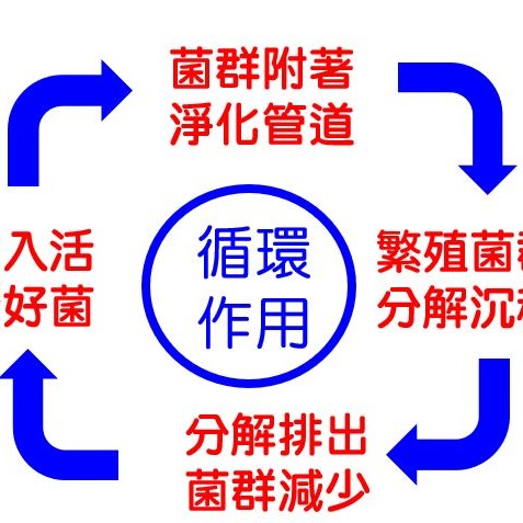 活清 馬桶 管線 專用液劑 透天 大樓皆可使用  廁所臭 除臭菌 分解菌 酵素菌 馬桶去污 除臭 微生物分解 馬桶阻塞-細節圖2