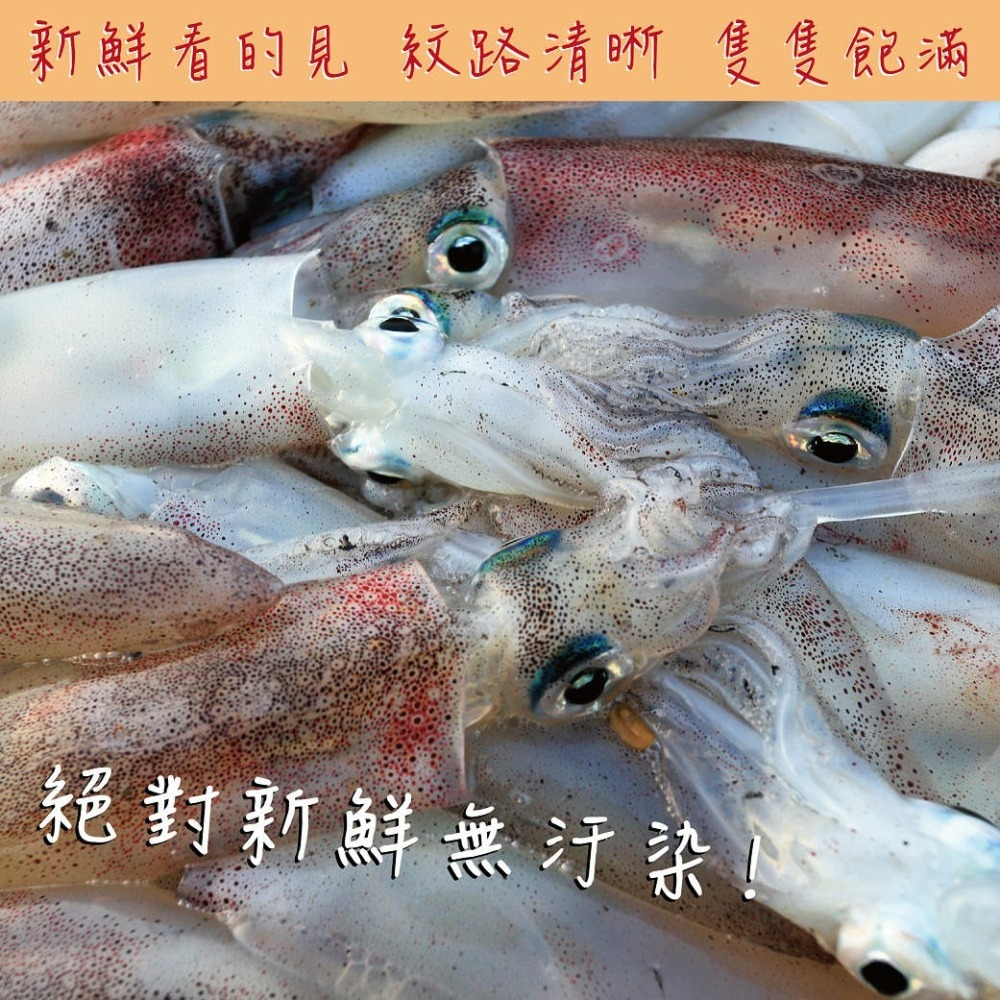 594購購配-[INBODY] 野生船凍真空包小卷 300g-細節圖4