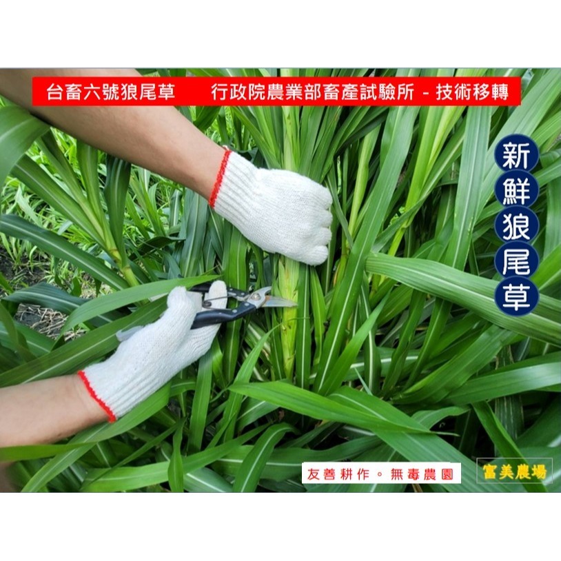 «台畜6號狼尾草»低溫烘焙乾草適合天竺鼠 兔子 烏龜 龍貓 倉鼠 水豚 松鼠 深受草食性動物喜愛 寵物牧草 乾草飼料-細節圖4