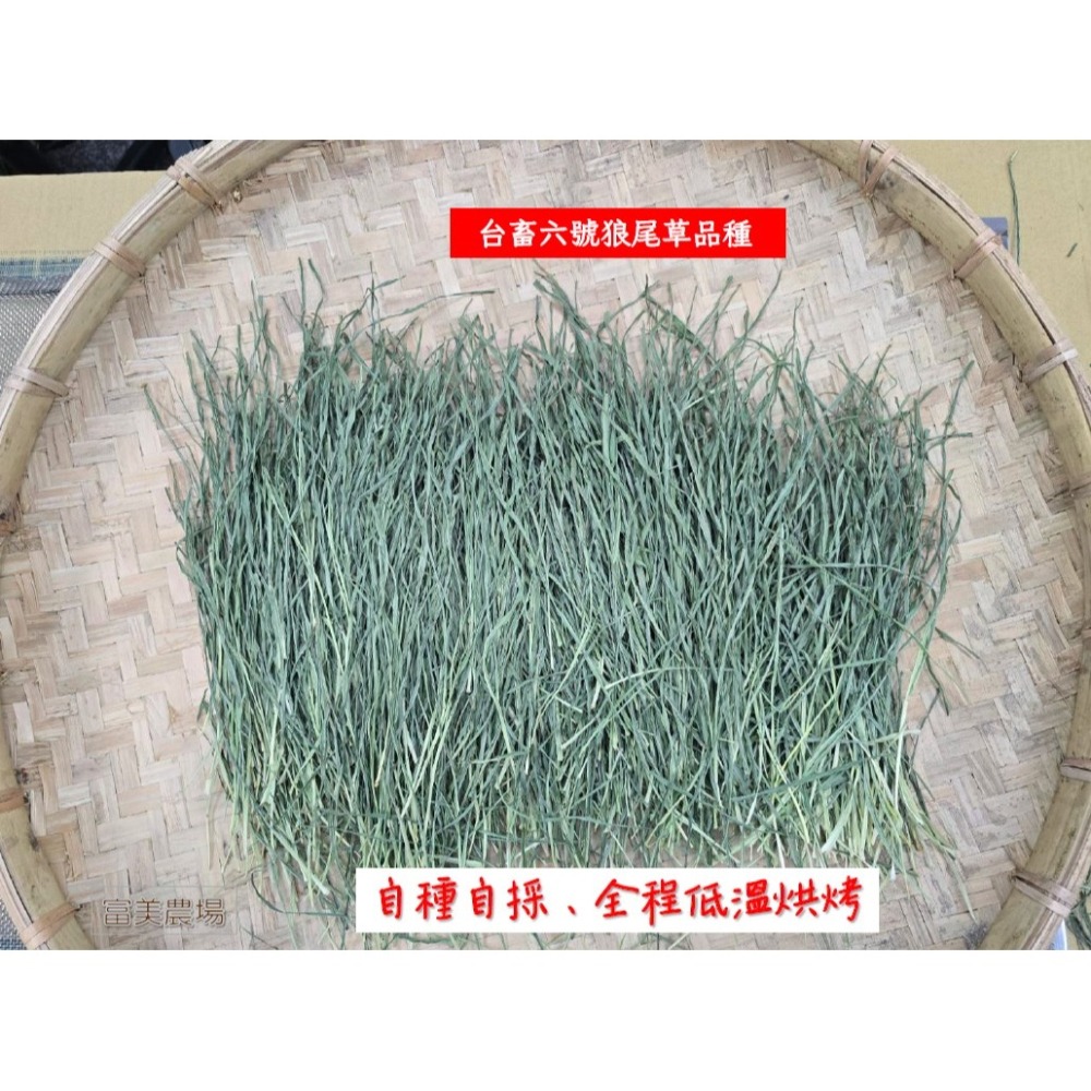 «台畜6號狼尾草»低溫烘焙乾草適合天竺鼠 兔子 烏龜 龍貓 倉鼠 水豚 松鼠 深受草食性動物喜愛 寵物牧草 乾草飼料-細節圖6
