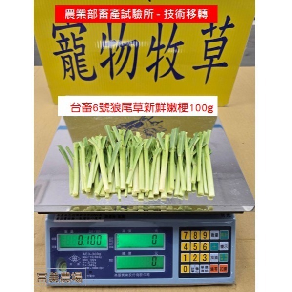 新鮮 狼尾草嫩梗 台畜6號狼尾草  寵物牧草 適合給寵物磨牙 兔子 烏龜 天竺鼠 倉鼠 水豚草食小動物喜愛-細節圖3