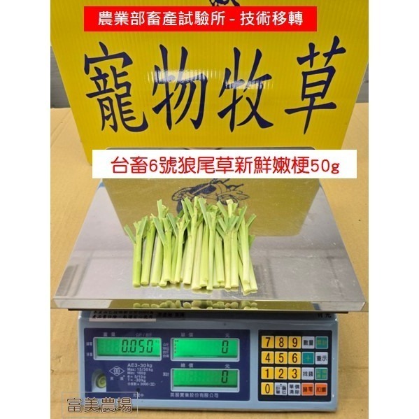 新鮮 狼尾草嫩梗 台畜6號狼尾草  寵物牧草 適合給寵物磨牙 兔子 烏龜 天竺鼠 倉鼠 水豚草食小動物喜愛-細節圖4