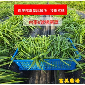 新鮮草 台畜六號狼尾草 適合鼠、兔、龜、龍貓 草食性動物飼料、狼尾草6號  寵物牧草、新鮮現摘-細節圖2