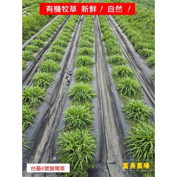 新鮮草 台畜六號狼尾草 適合鼠、兔、龜、龍貓 草食性動物飼料、狼尾草6號  寵物牧草、新鮮現摘-細節圖3