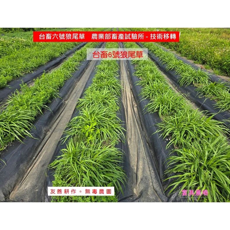 新鮮草 台畜六號狼尾草 適合鼠、兔、龜、龍貓 草食性動物飼料、狼尾草6號  寵物牧草、新鮮現摘-細節圖4