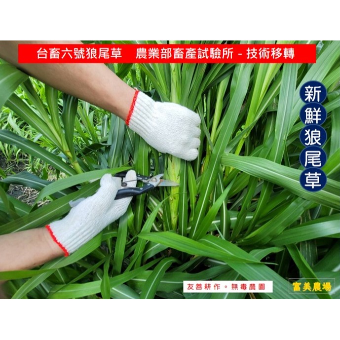 新鮮草 台畜六號狼尾草 適合鼠、兔、龜、龍貓 草食性動物飼料、狼尾草6號  寵物牧草、新鮮現摘-細節圖5