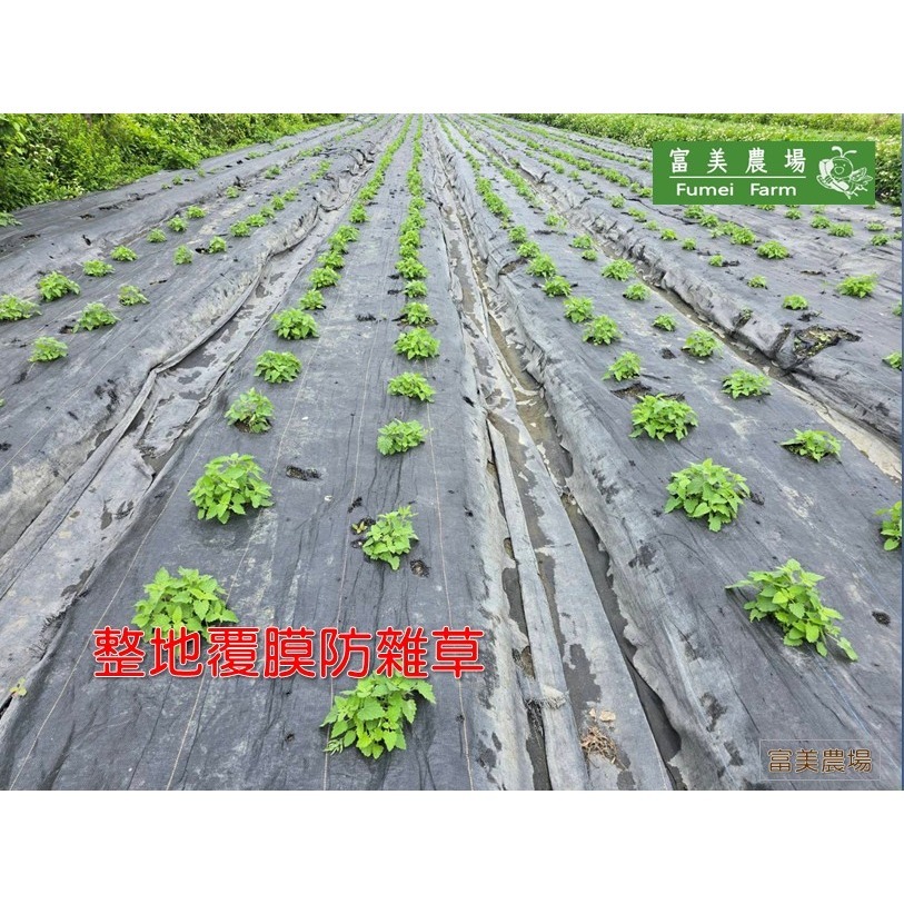 貓薄荷 貓薄荷草 A級細葉 A級全葉  B級梗葉 貓草 天然貓薄荷葉 100%新鮮貓薄荷葉低溫烘焙 貓咪特愛-細節圖5