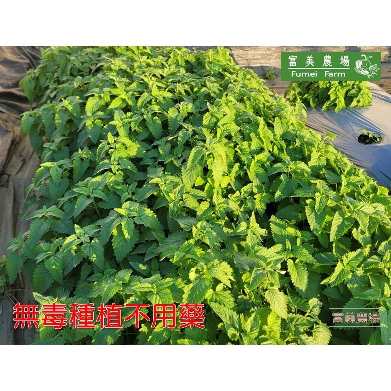 貓薄荷 貓薄荷草 A級細葉 A級全葉  B級梗葉 貓草 天然貓薄荷葉 100%新鮮貓薄荷葉低溫烘焙 貓咪特愛-細節圖6