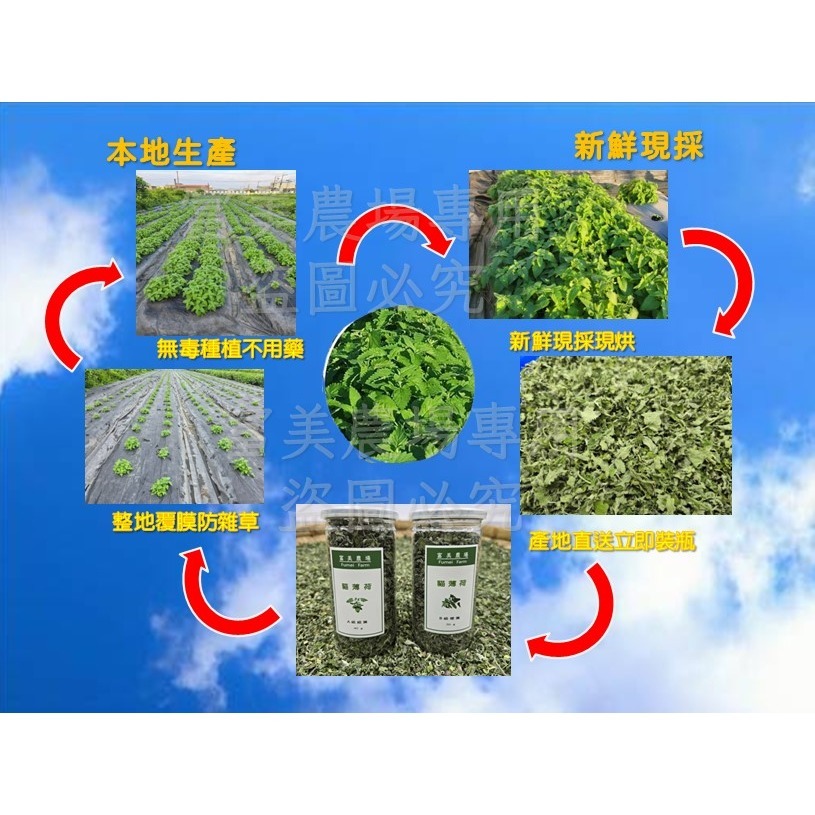 貓薄荷 貓薄荷草 A級細葉 A級全葉  B級梗葉 貓草 天然貓薄荷葉 100%新鮮貓薄荷葉低溫烘焙 貓咪特愛-細節圖7