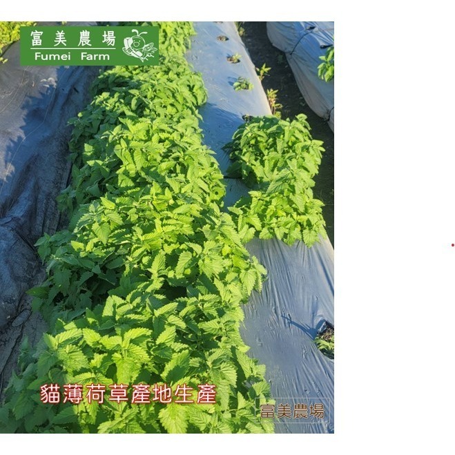 貓薄荷細粉  貓薄荷草 以天然新鮮貓薄荷葉烘乾 天然無添加  貓薄荷草細粉 貓零食 富美農場 新鮮 ! 自然 !-細節圖3