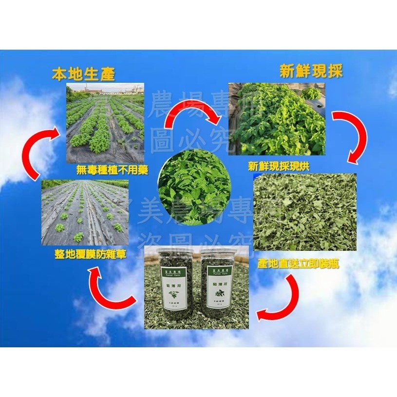 貓薄荷細粉  貓薄荷草 以天然新鮮貓薄荷葉烘乾 天然無添加  貓薄荷草細粉 貓零食 富美農場 新鮮 ! 自然 !-細節圖4