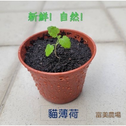 【寵物專用、無藥劑處理】寵物牧草 貓薄荷種子買二送一 貓草 適用貓食用的寵物牧草 富美農場 新鮮 ! 自然 !-細節圖2