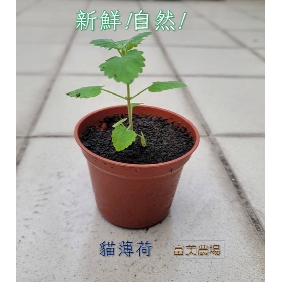 【寵物專用、無藥劑處理】寵物牧草 貓薄荷種子買二送一 貓草 適用貓食用的寵物牧草 富美農場 新鮮 ! 自然 !-細節圖3